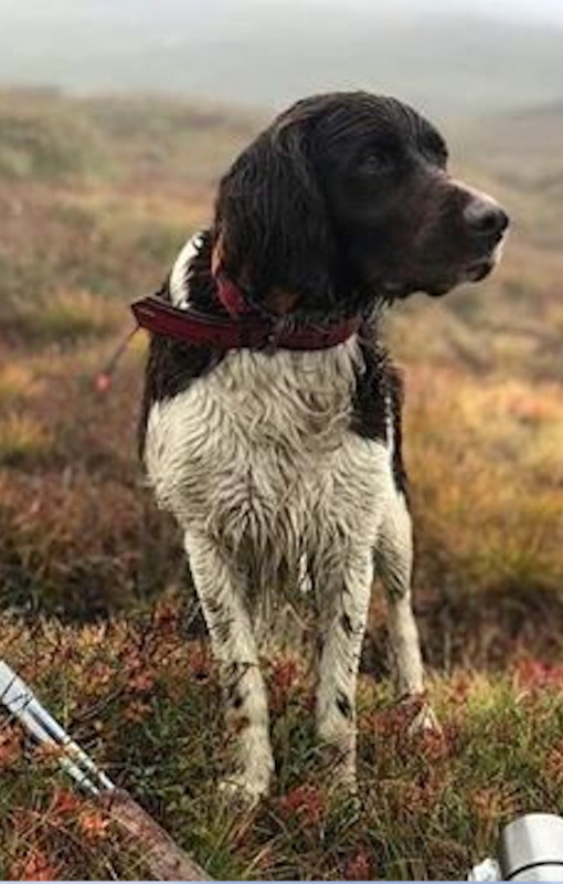 Jakt med stående fågelhund